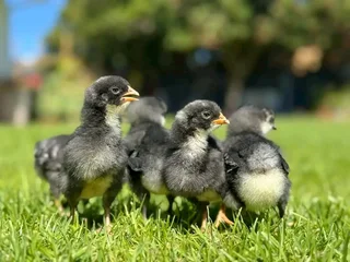 Potch Koekoeks Chicks For Sale Black Australorps &