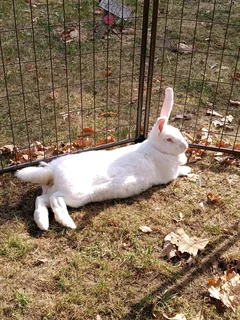 Newzealand White Rabbits For Sale