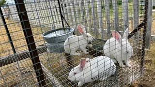 Newzealand White Rabbits For Sale