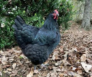 Black Australorps Fertile Eggs For Sale