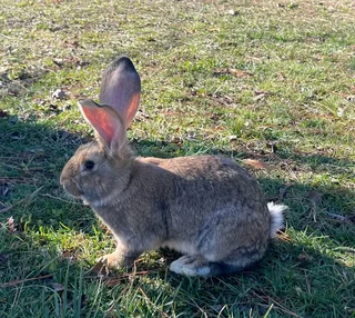 Flemish Giants Rabbits For Sale