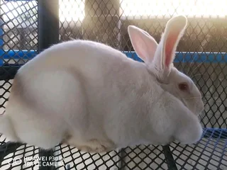 Newzealand White Rabbits For Sale
