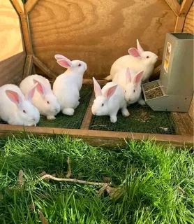 Newzealand White Rabbits For Sale