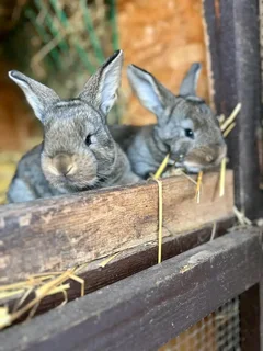 Flemish Giants Rabbits For Sale