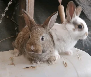 A Variety Of Backyard Pet&#39;s For Sale