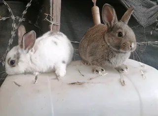 A Variety Of Backyard Pet&#39;s For Sale