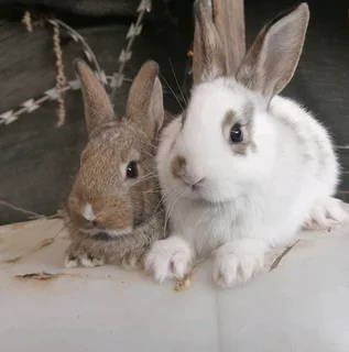 A Variety Of Backyard Pet&#39;s For Sale