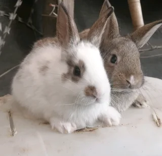 A Variety Of Backyard Pet&#39;s For Sale