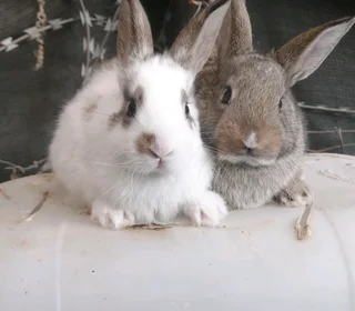 A Variety Of Backyard Pet&#39;s For Sale