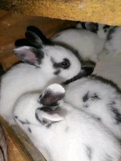 A Variety Of Backyard Pet&#39;s For Sale