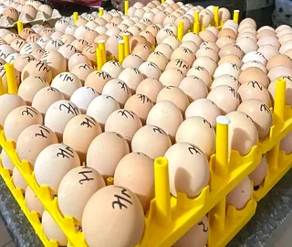 Black Australorp Fertile Eggs & Chicks For Sale