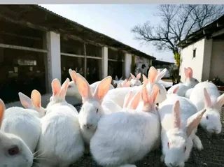 Meat Rabbits Breeding Stock Available