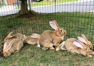 Flemish Giant's Rabbits For Sale