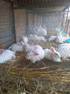 Quality Meat Rabbits Breeding Stock Available