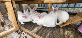Quality Meat Rabbits Breeding Stock Available