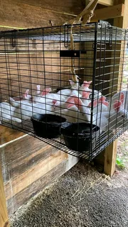 Quality Meat Rabbits Breeding Stock Available