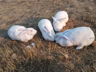 Newzealand White Rabbits For Sale