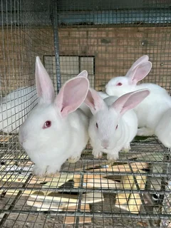Newzealand White Rabbits For Sale