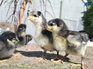 Black Australorps Chicks For Sale