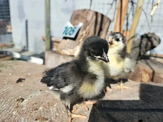 Black Australorps Chicks For Sale