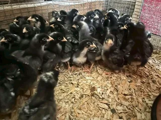 Potchefstroom Koekoeks Chicks For Sale