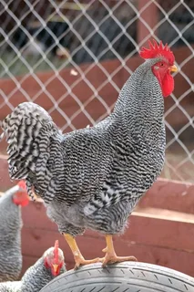 Potchefstroom Koekoeks Chicks For Sale