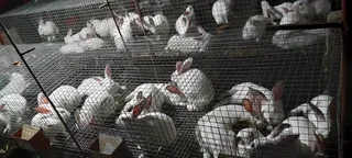 Newzealand White Rabbits For Sale