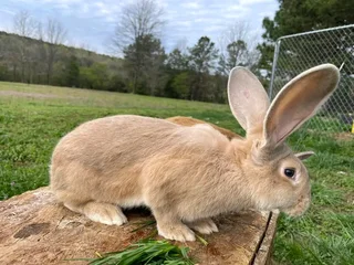 FLEMISH GIANT&#39;S RABBITS FOR SALE