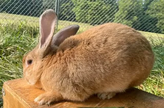 FLEMISH GIANT&#39;S RABBITS FOR SALE
