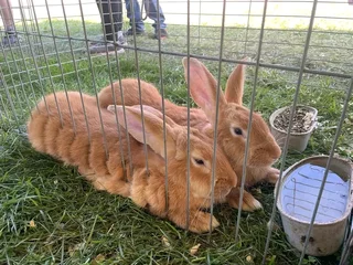 FLEMISH GIANT&#39;S RABBITS FOR SALE