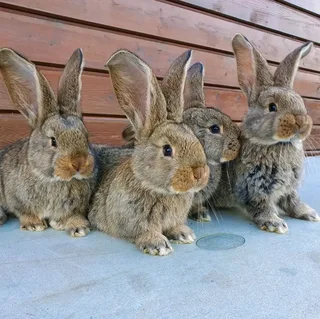 FLEMISH GIANT&#39;S RABBITS FOR SALE