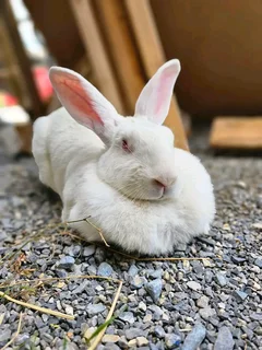 Newzealand White Rabbits For Sale