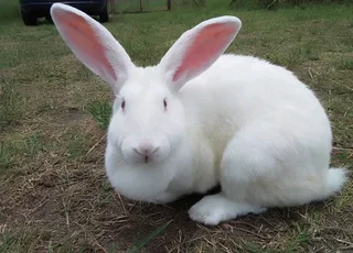 Newzealand White Rabbits For Sale