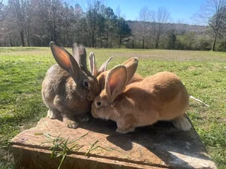FLEMISH GIANTS RABBITS FOR SALE