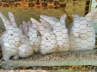 MEAT RABBITS BREEDING STOCK AVAILABLE