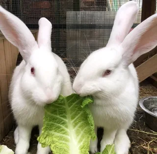 MEAT RABBITS BREEDING STOCK AVAILABLE