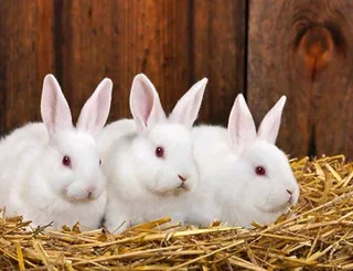 MEAT RABBITS BREEDING STOCK AVAILABLE