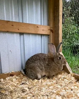 Flemish Giants Rabbits For Sale