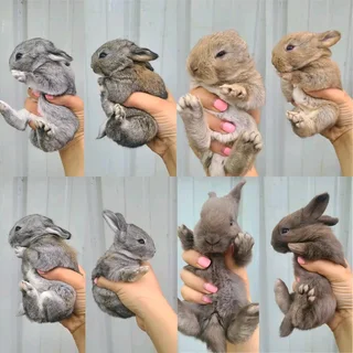 Flemish Giants Rabbits For Sale
