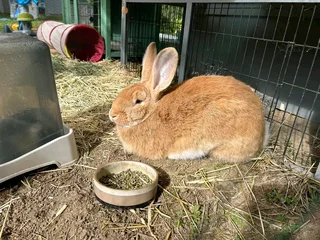 Flemish Giants Rabbits For Sale