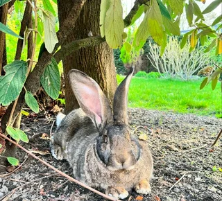 Flemish Giants Rabbits For Sale