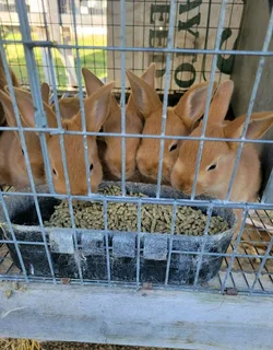 A Variety Of Backyard Pet&#39;s For Sale