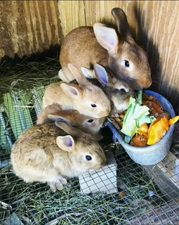 A Variety Of Backyard Pet&#39;s For Sale