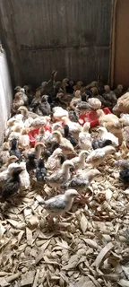 Egg-layers Chicks For Sale