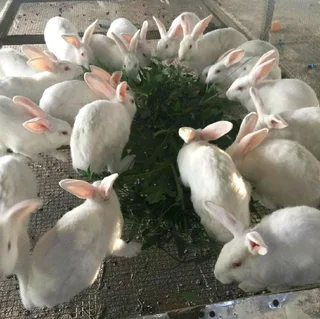 Newzealand White Rabbits For Sale