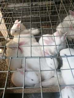 Meat Rabbits Breeding Stock Available