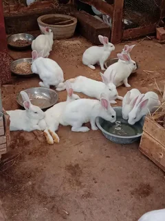 Meat Rabbits Breeding Stock Available