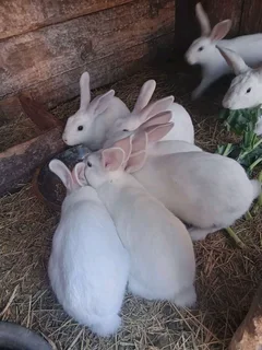Meat Rabbits Breeding Stock Available