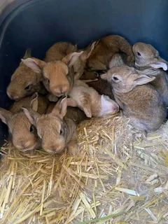 Quality Flemish Giant&#39;s Rabbits For Sale
