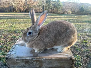 Quality Flemish Giant&#39;s Rabbits For Sale